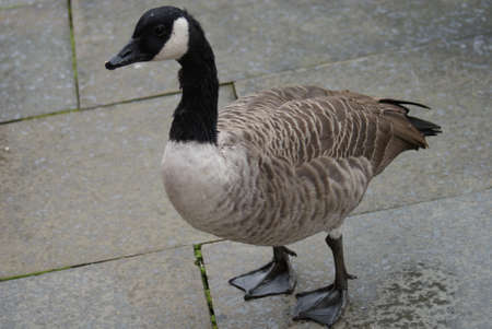 Wild Common Canada Goose - Branta Canadensisの写真素材