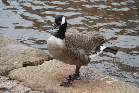 Wild Common Canada Goose - Branta Canadensisの写真素材