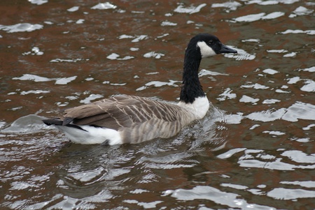 Wild Common Canada Goose - Branta Canadensisの写真素材