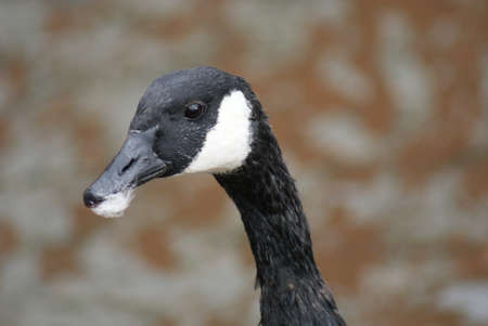 Wild Common Canada Goose - Branta Canadensisの写真素材