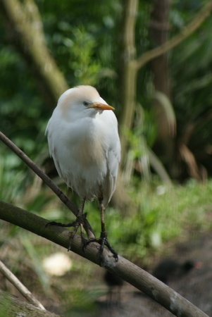 Image of a white Cattle Egret - Bubulcus ibisの写真素材