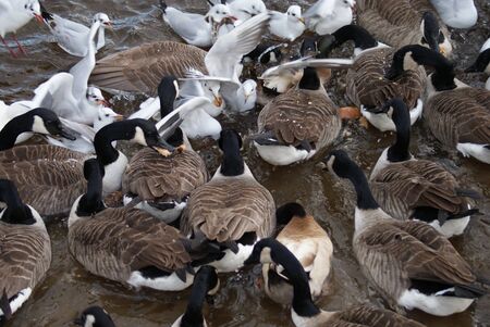 Large number of Canada Geese and Common Gullの写真素材