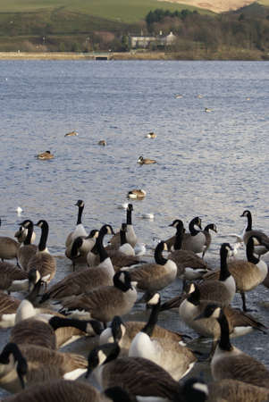 Large number of Canada Geese and Common Gullの写真素材