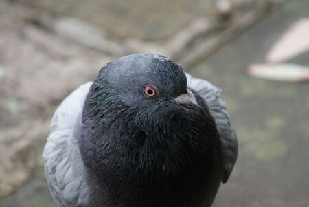 Portrait image of a Rock Pigeon - Columba liviaの写真素材