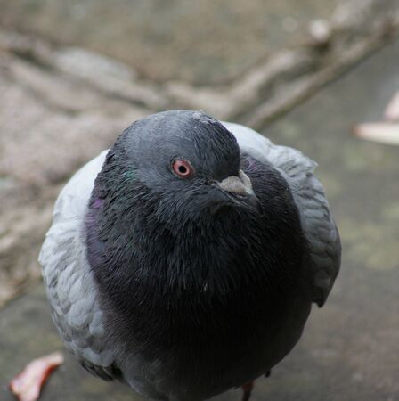 Portrait image of a Rock Pigeon - Columba liviaの写真素材