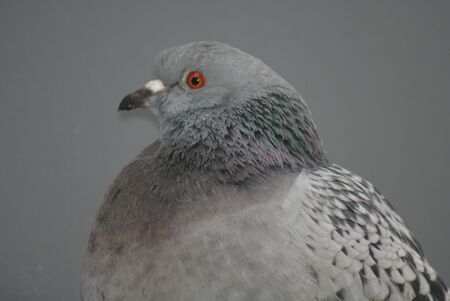 Portrait image of a Rock Pigeon - Columba liviaの写真素材