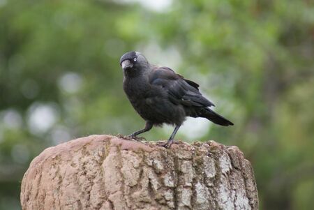 Portait image of a wild Jackdaw - Corvus monedulaの写真素材