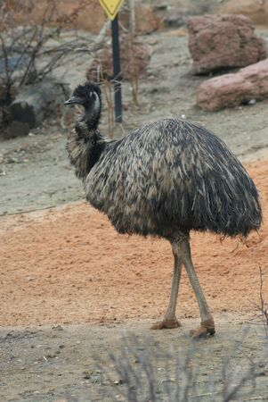 Image of a large wild Emu - flightless birdの写真素材