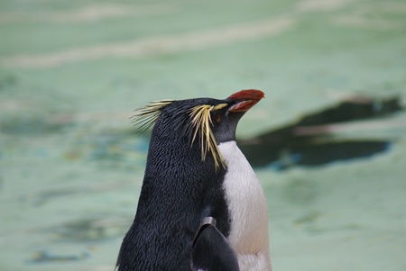 Close-up image of a Northern Rockhopper Penguin - Eudyptes moseleyiの写真素材