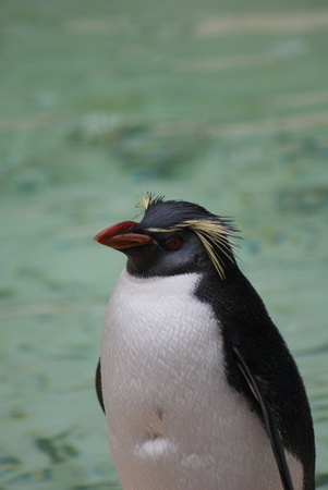 Close-up image of a Northern Rockhopper Penguin - Eudyptes moseleyiの写真素材