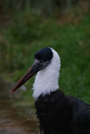 Portait image of a Wooly-necked Storkの写真素材