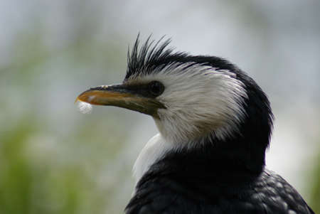 Sideways Portrait of a Little Pied Cormorant - Microcarbo melanoleucosの写真素材