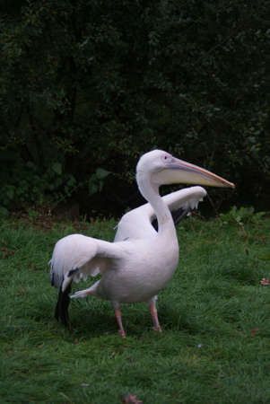 Great White Pelican - Pelecanus onocrotalusの写真素材