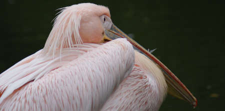 Great White Pelican - Pelecanus onocrotalusの写真素材
