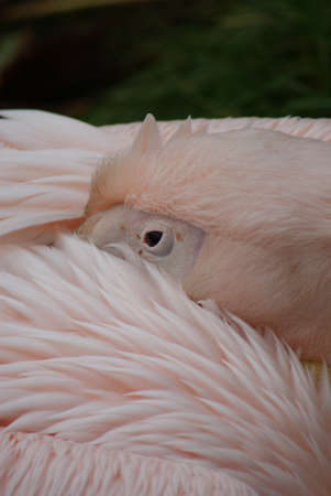 Great White Pelican - Pelecanus onocrotalusの写真素材