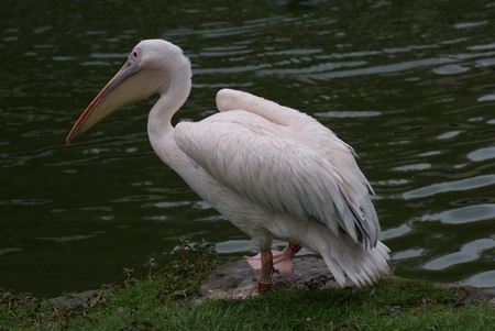 Great White Pelican - Pelecanus onocrotalusの写真素材