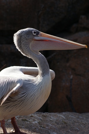 Image of a Pink-backed Pelican - Pelecanus rufescensの写真素材