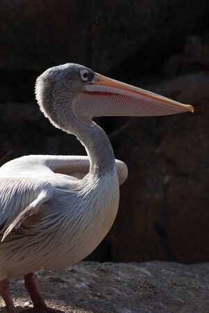 Image of a Pink-backed Pelican - Pelecanus rufescensの写真素材