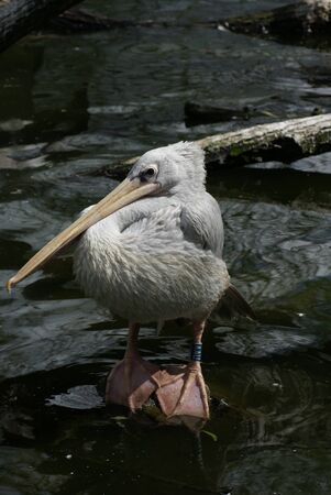 Image of a Pink-backed Pelican - Pelecanus rufescensの写真素材