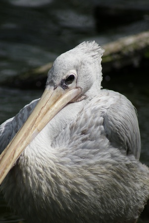 Image of a Pink-backed Pelican - Pelecanus rufescensの写真素材