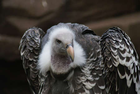 Close-up image of a Griffon Vulture (Gyps rueppellii)の写真素材