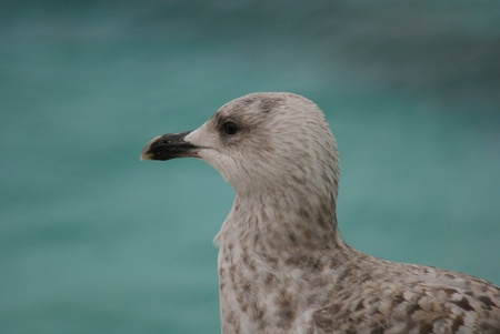 Portrait image of a wild Common Seagullの写真素材