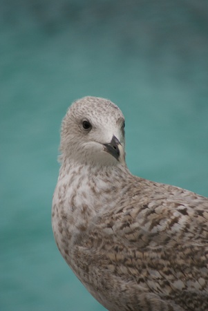 Portrait image of a wild Common Seagullの写真素材