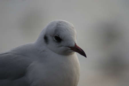 Portrait image of a wild Common Gull Seagullの写真素材