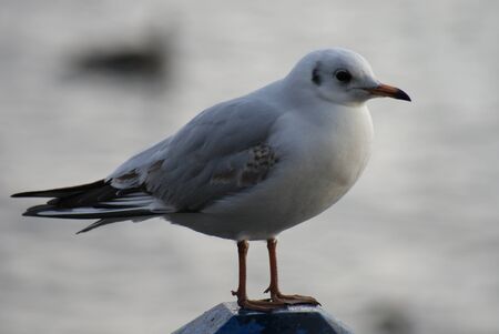 Portrait image of a wild Common Gull Seagullの写真素材