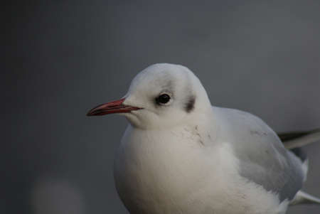 Portrait image of a wild Common Gull Seagullの写真素材
