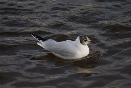 Portrait image of a wild Common Gull Seagullの写真素材