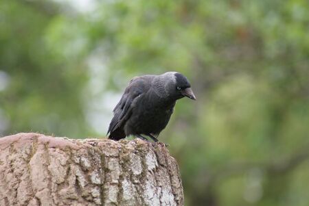 Portait image of a wild Jackdaw - Corvus monedulaの写真素材