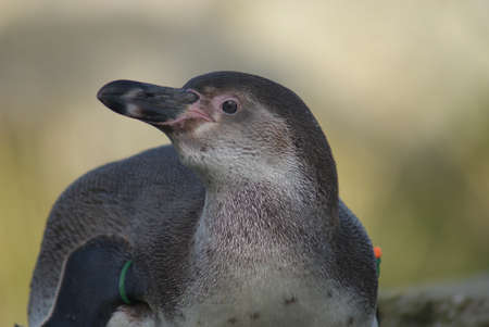 Close-up image of Humboldt Penguin - Spheniscus humboldtiの写真素材