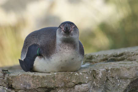Close-up image of Humboldt Penguin - Spheniscus humboldtiの写真素材