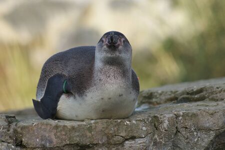 Close-up image of Humboldt Penguin - Spheniscus humboldtiの写真素材