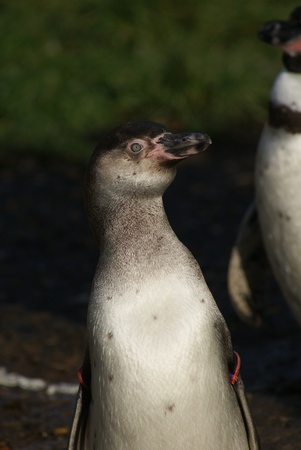 Close-up image of Humboldt Penguin - Spheniscus humboldtiの写真素材