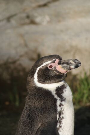 Close-up image of Humboldt Penguin - Spheniscus humboldtiの写真素材