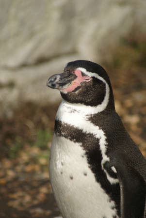 Close-up image of Humboldt Penguin - Spheniscus humboldtiの写真素材