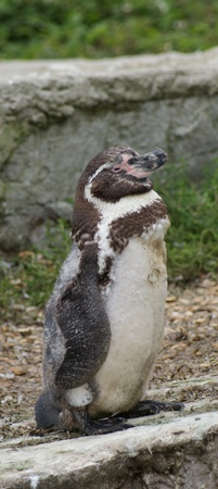Close-up image of Humboldt Penguin - Spheniscus humboldtiの写真素材