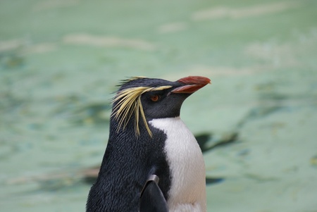 Close-up image of a Northern Rockhopper Penguin - Eudyptes moseleyiの写真素材