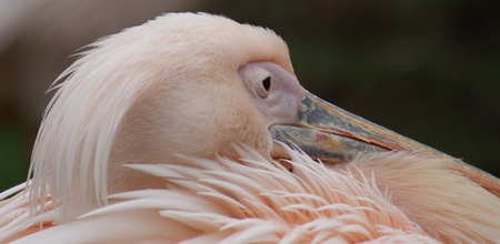 Great White Pelican - Pelecanus onocrotalusの写真素材