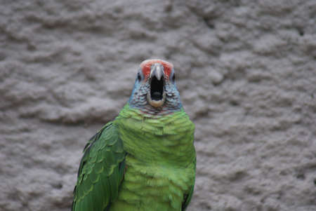 Green Red-tailed Amazon Parrot - Amazona brasiliensの写真素材