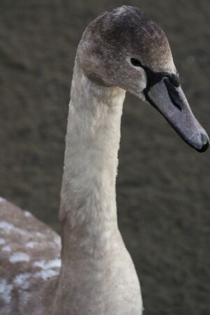 Close-up image of a Mute Swan - Cygnus olorの写真素材