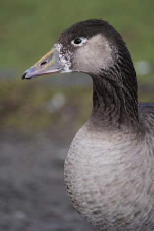 Close-up image of waterfowl - solitary Gooseの写真素材