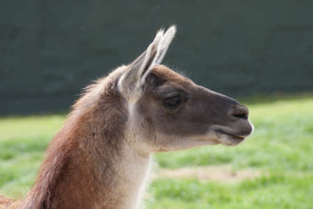 Close-up image of a Guanaco - Lama guanicoeの写真素材