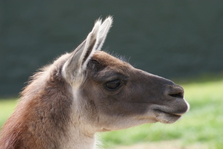 Close-up image of a Guanaco - Lama guanicoeの写真素材