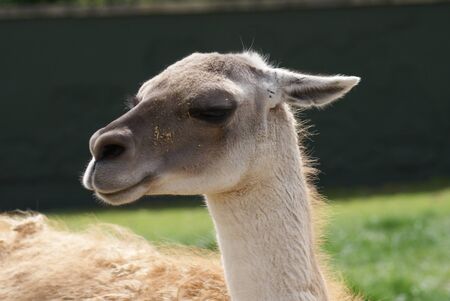 Close-up image of a Guanaco - Lama guanicoeの写真素材