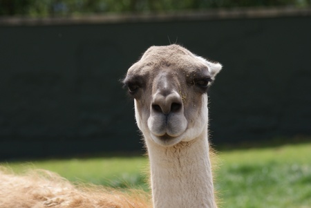 Close-up image of a Guanaco - Lama guanicoeの写真素材