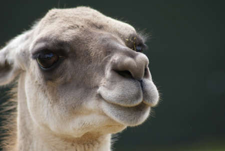 Close-up image of a Guanaco - Lama guanicoeの写真素材