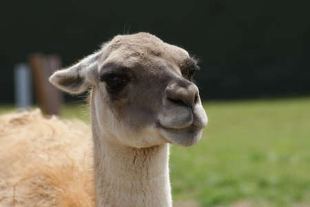 Close-up image of a Guanaco - Lama guanicoeの写真素材